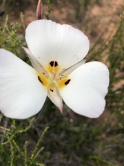 Calochortus dunnii