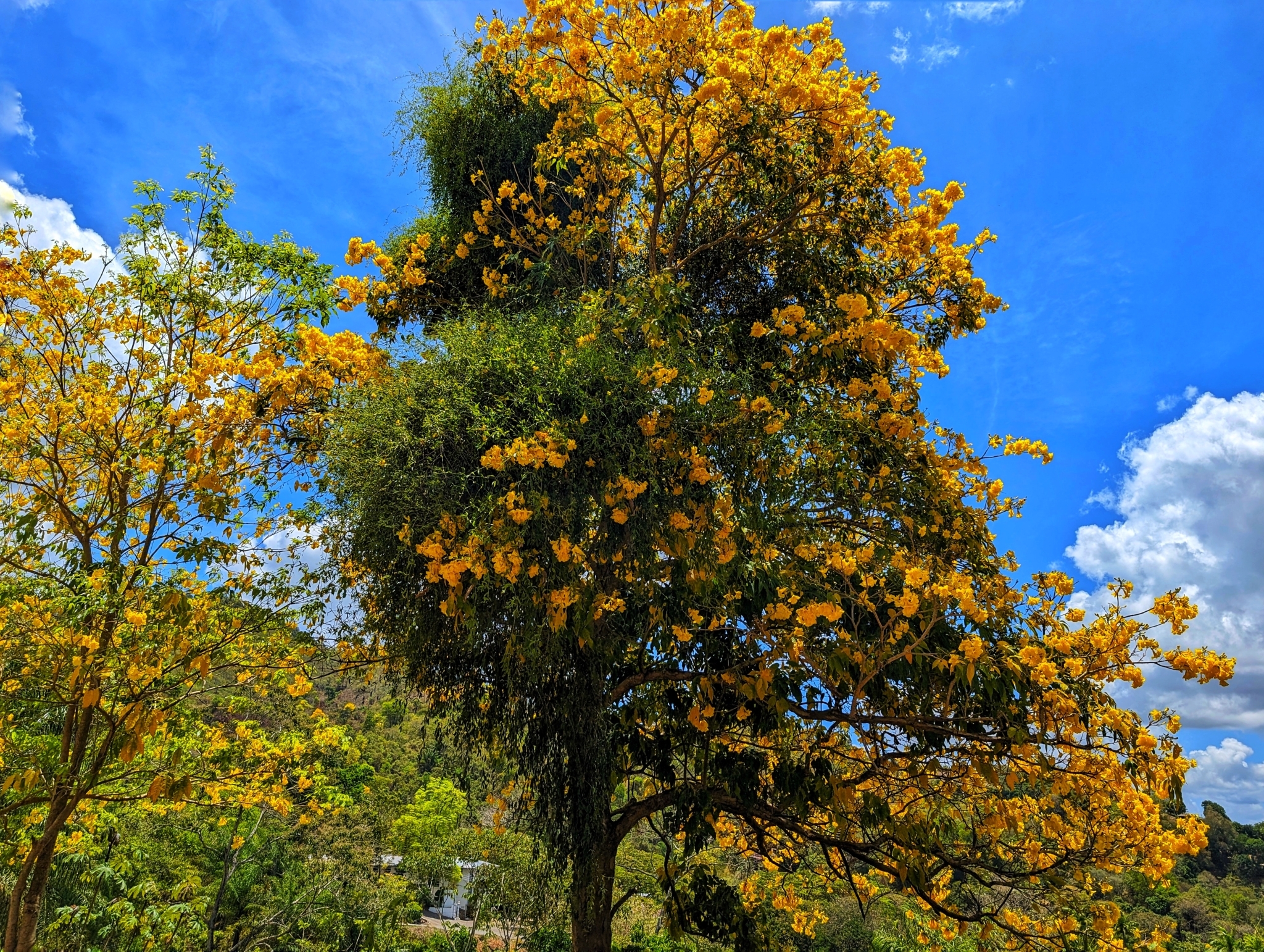 Imagem de Ipê-amarelo