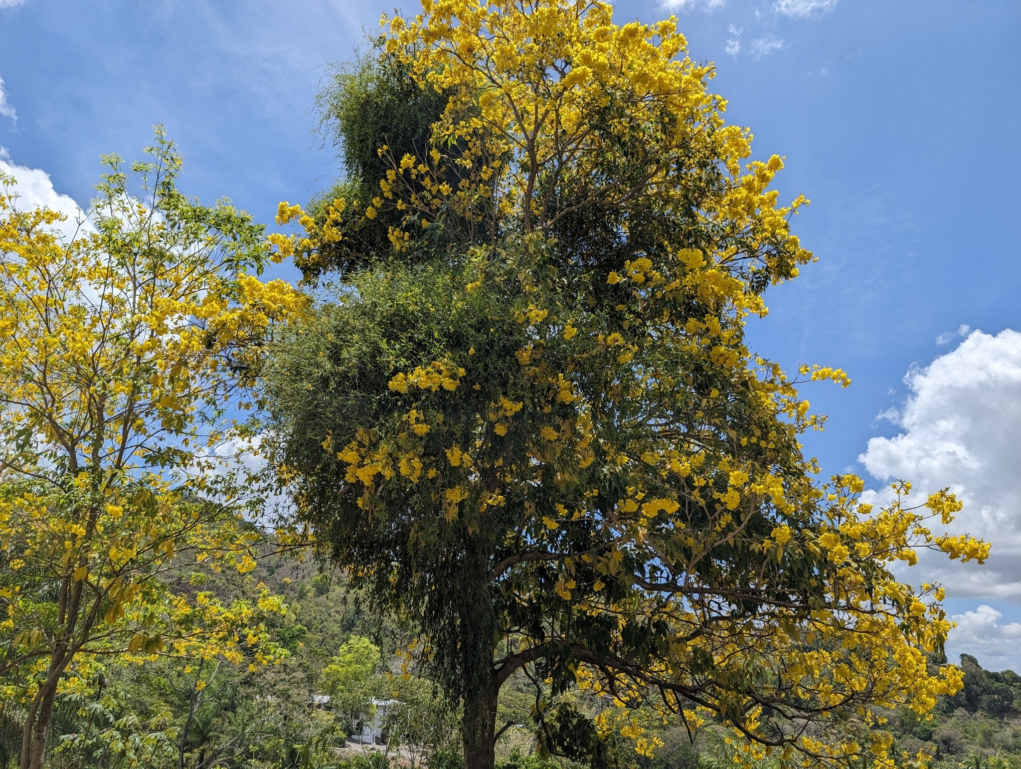 Imagem de Ipê-amarelo