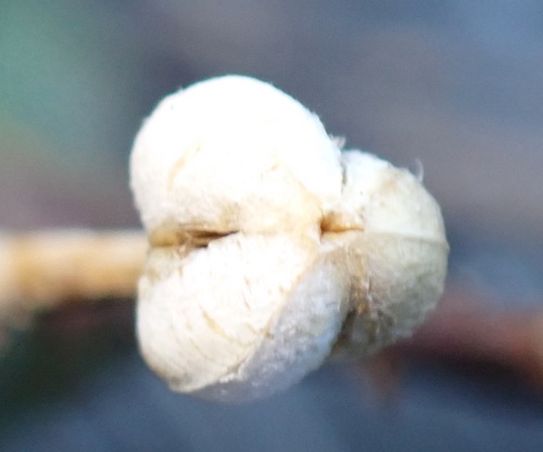 Image of Euphorbia heptagona by (c) Nicola van Berkel, some rights reserved (CC BY-SA)