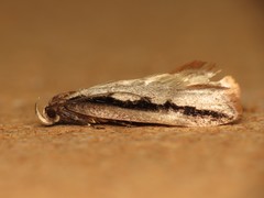 Leptocroca sanguinolenta