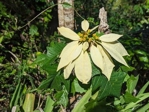 Euphorbia pulcherrima