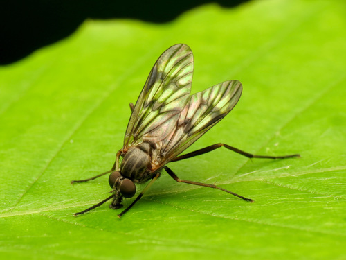 Common Snipe Fly photo 4