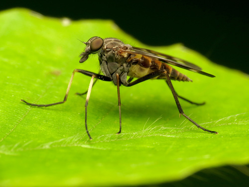 Common Snipe Fly photo 3