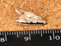 Leptocroca sanguinolenta