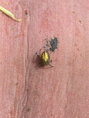 Alpaida variabilis