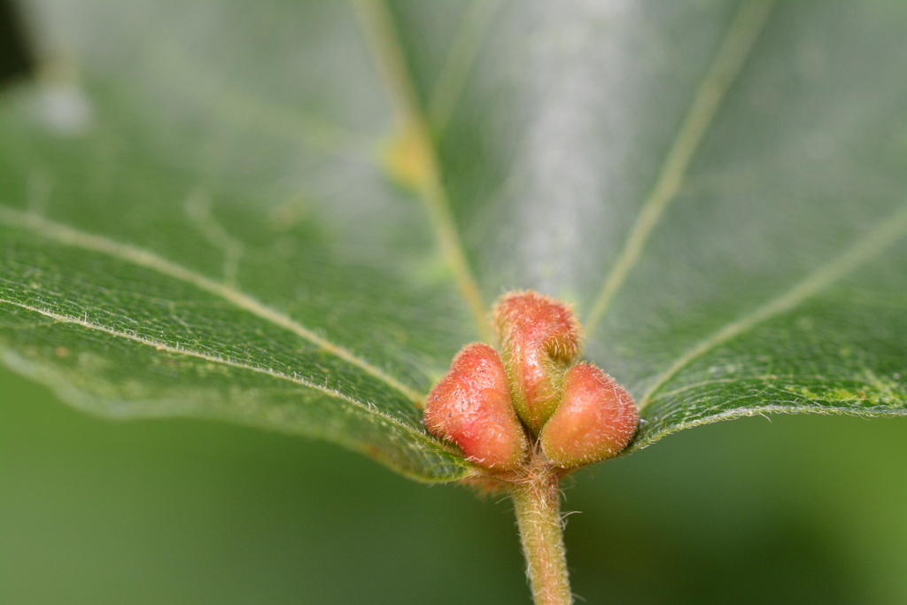 solitary maple leaf gall mite