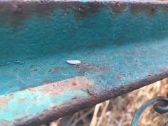 Graphocephala appropinquans