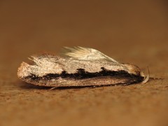 Leptocroca sanguinolenta