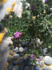 Leucophyllum frutescens