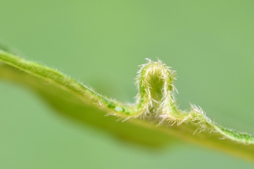 solitary maple leaf gall mite