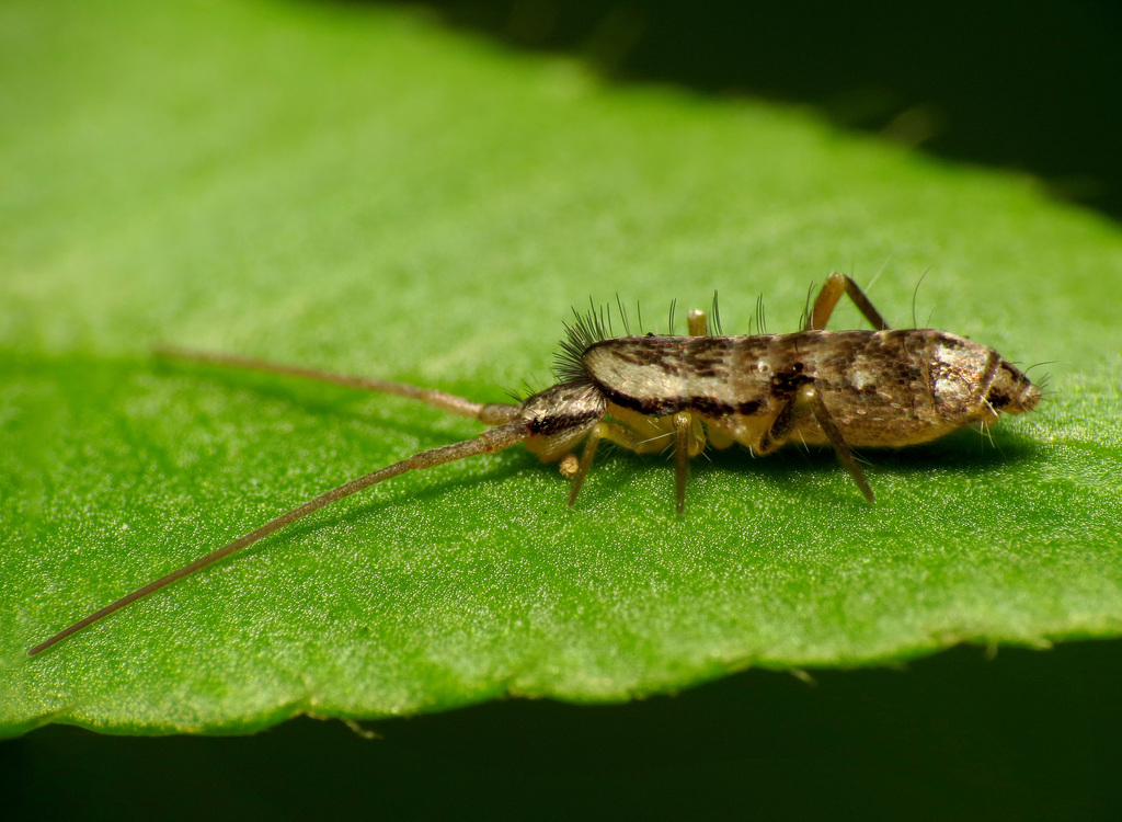 Pogonognathellus elongatus
