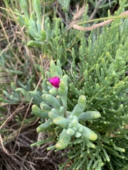Malephora purpureocrocea