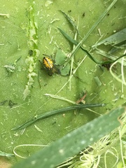 Alpaida variabilis