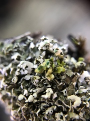 Cladonia strepsilis