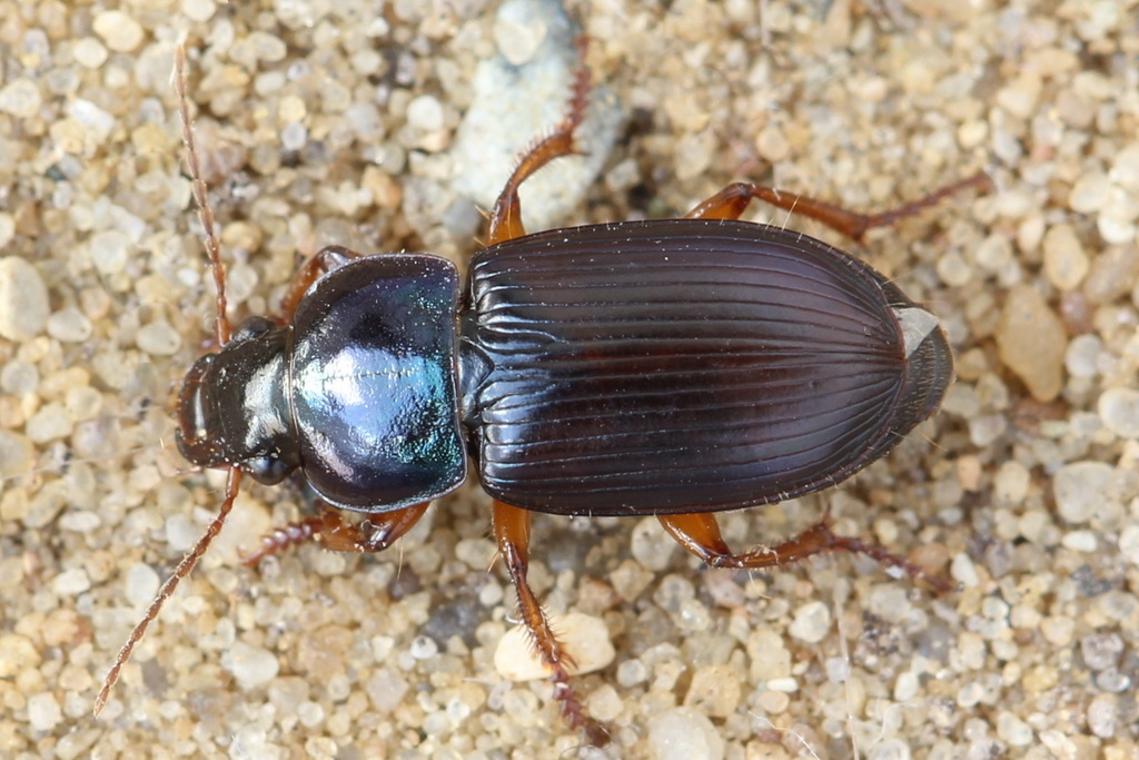 Harpalus akinini