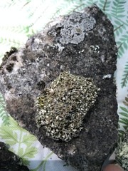 Cladonia strepsilis