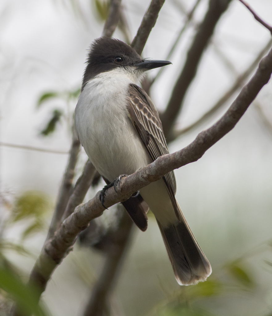 Loggerhead Kingbird from Bauta, Cuba on March 24, 2024 at 09:07 AM by ...