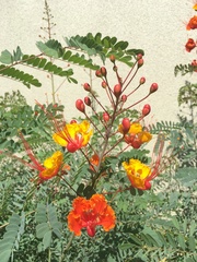 Caesalpinia pulcherrima