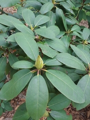 Rhododendron