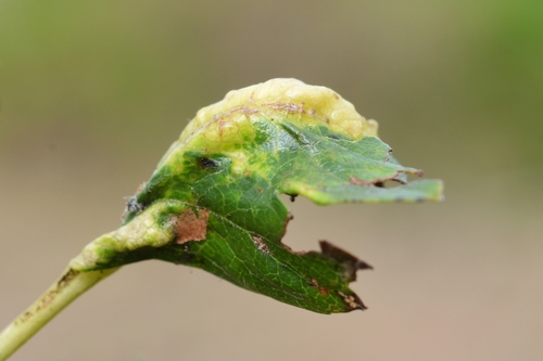 hawthorn-buttercup aphid
