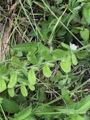Lithospermum matamorense