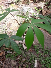 Magnoliopsida