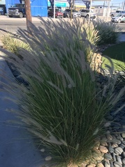 Poaceae