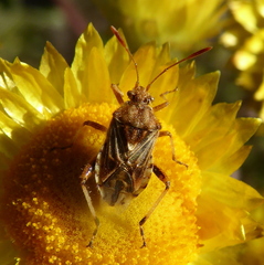 Stictopleurus scutellaris