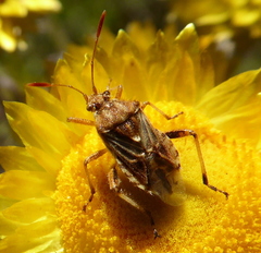 Stictopleurus scutellaris