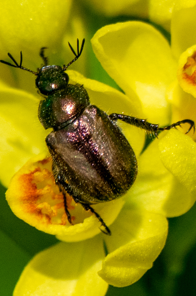 Phyllopertha irregularis