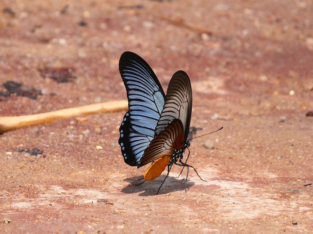 Giant Blue Swallowtail