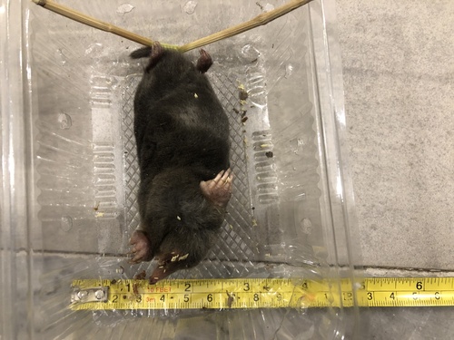 Levant Mole