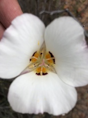 Calochortus dunnii