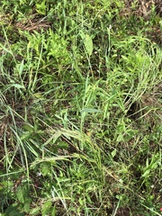 Phalaris caroliniana