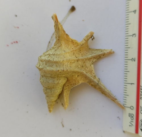 Aporrhais serresiana observed 2024-04-16