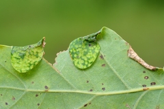 Macrodiplosis pustularis