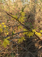 Forsythia × intermedia