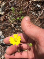 Hemizonia congesta lutescens