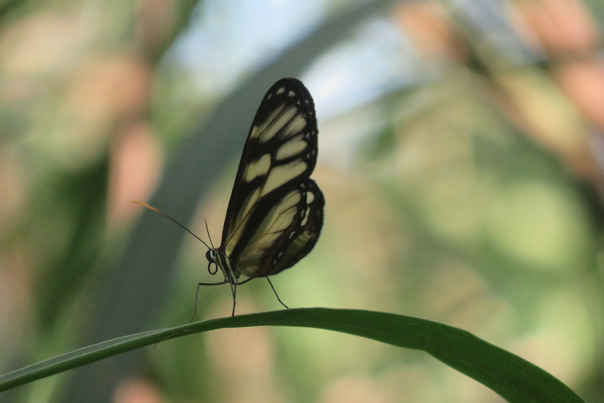Ithomia image