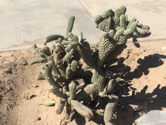 Cactaceae