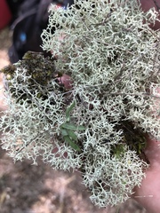 Cladonia subtenuis subtenuis