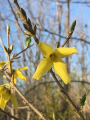 Forsythia × intermedia