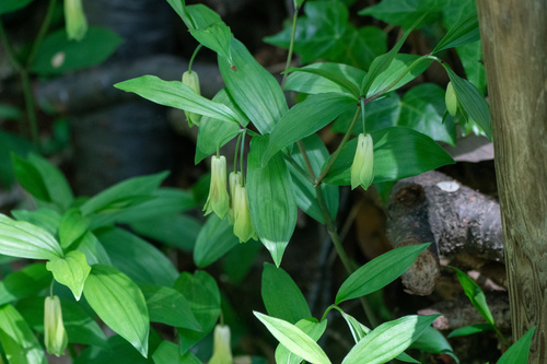 Image of Campanilla De Hadas Común (Disporum sessile) by (c) WATANABE Hitoshi 渡辺仁, some rights reserved (CC BY)