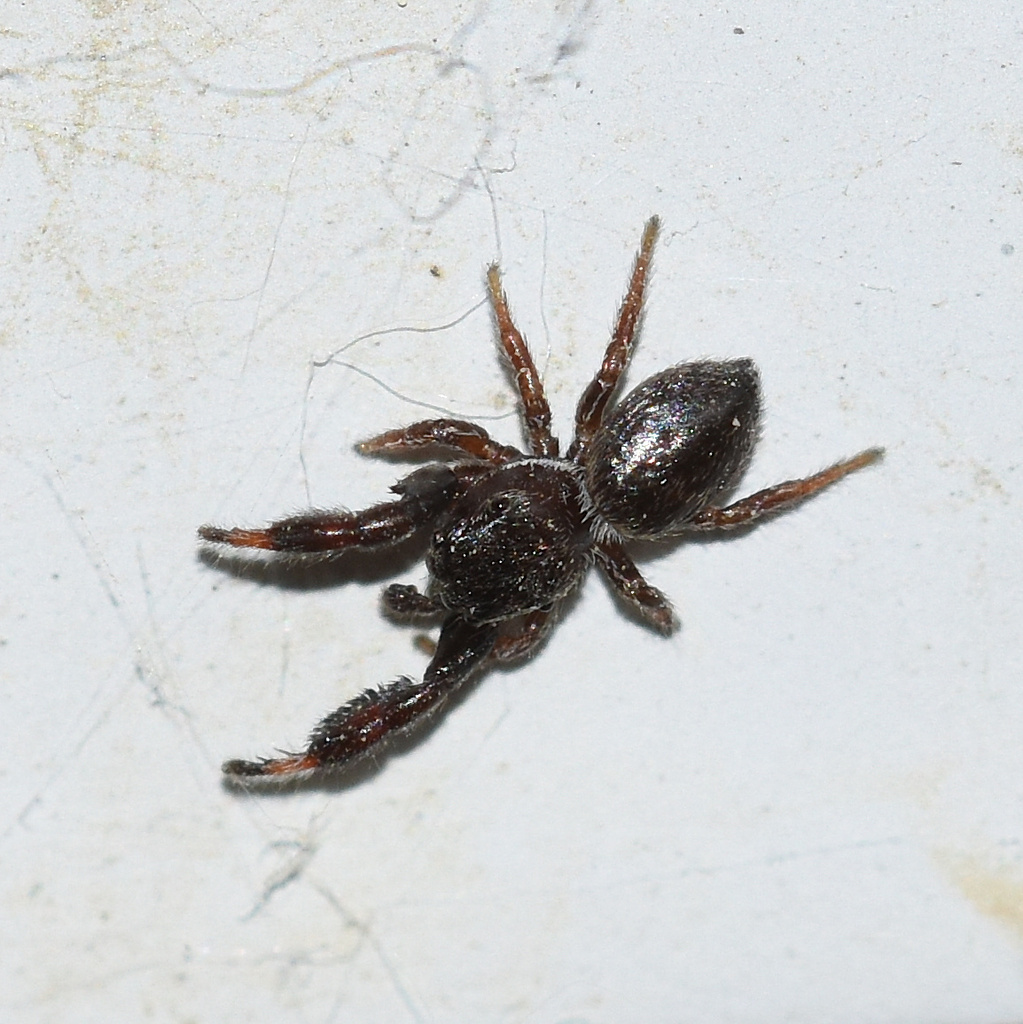 Copper Jumping Spider
