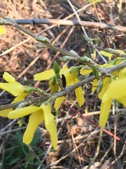 Forsythia × intermedia