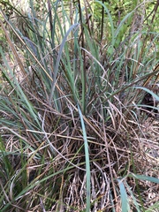 Andropogon virginicus