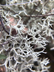 Cladonia subtenuis subtenuis