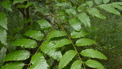 Alectryon excelsus excelsus