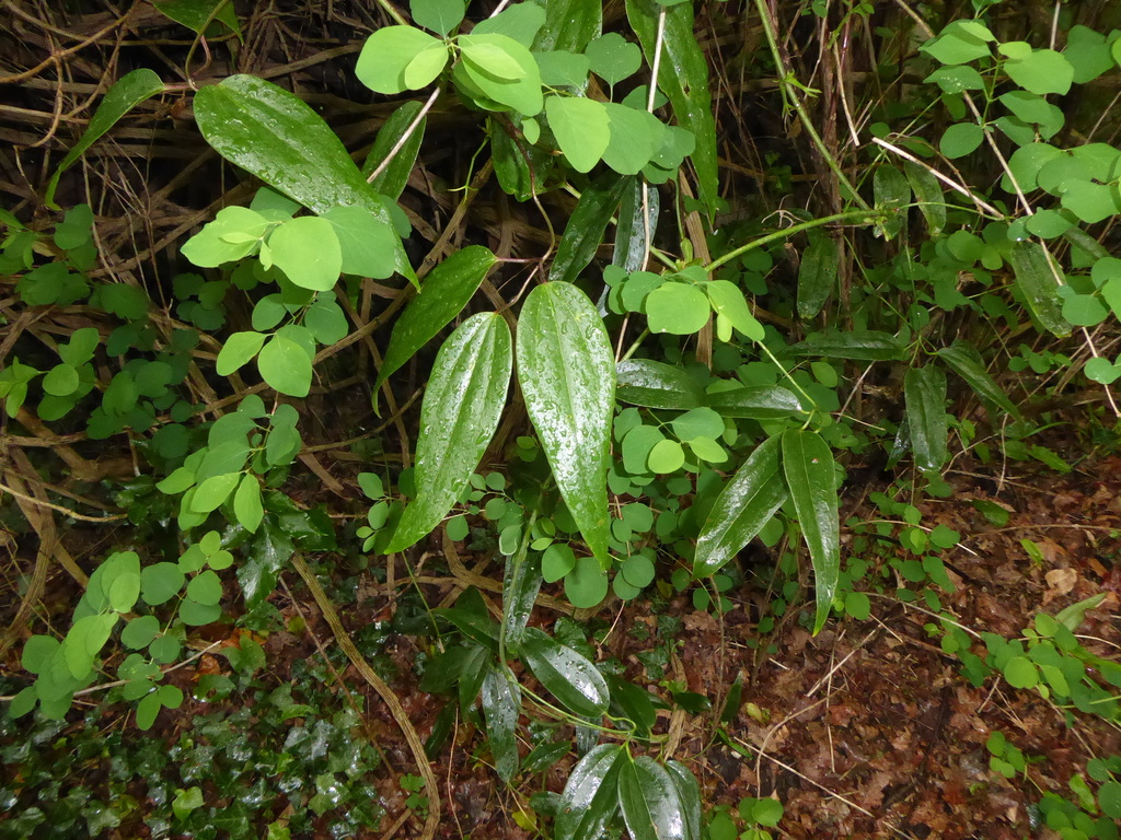 Clematis armandii, Hogsmill Open Space, Ewell, UK